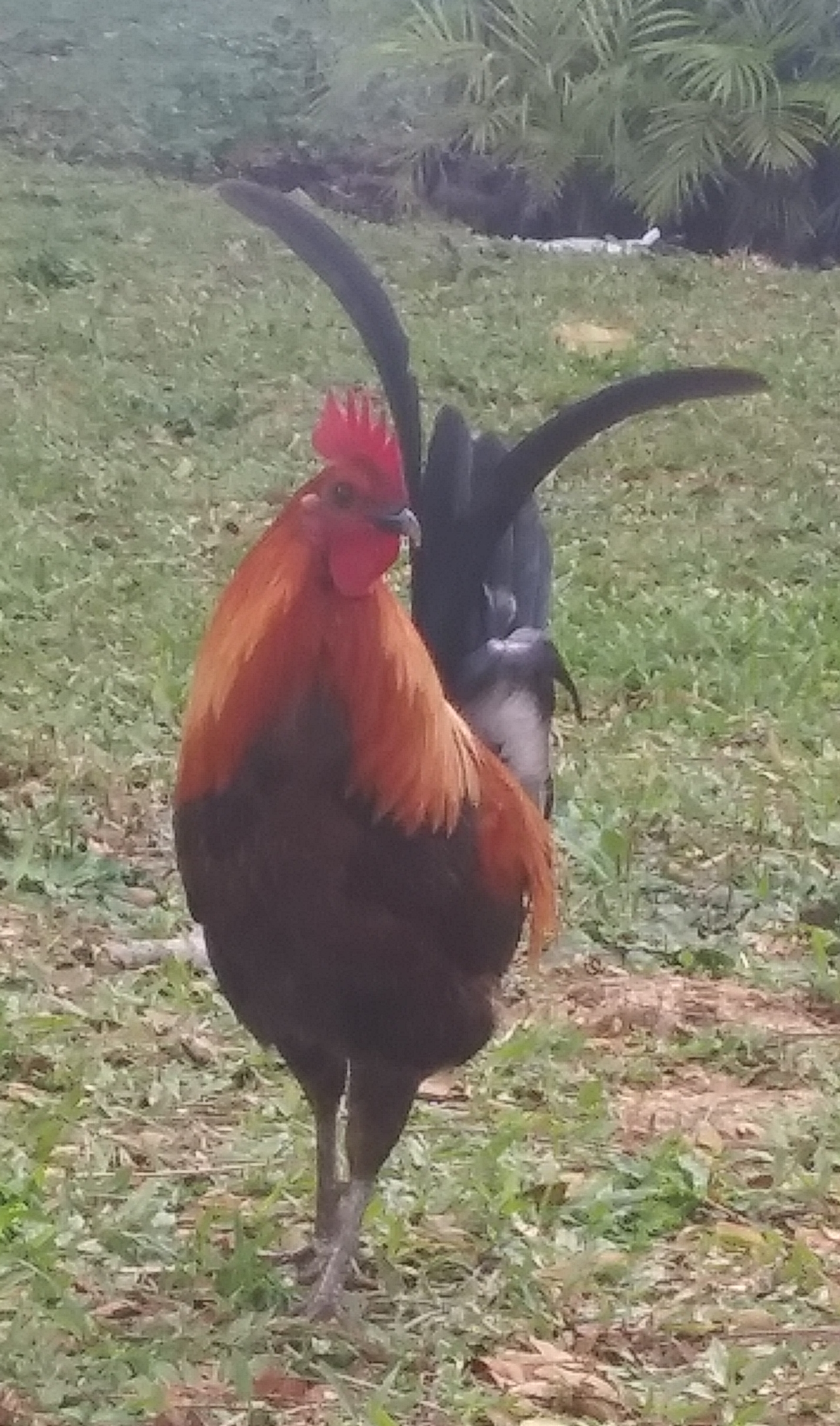 a rooster poses